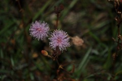 DSC_0810